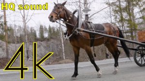 Орловский рысак