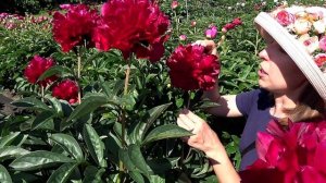 Шикарный темно-красный пион FALCON / Сад Ворошиловой