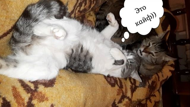 КоТиГад котики смешные,кот кусает кошку ,великий Кусь)) смотреть онлайн