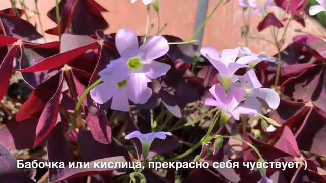 Цветок бабочка — Оксалис, или Кислица в уличных вазонах ??? смотреть онлайн
