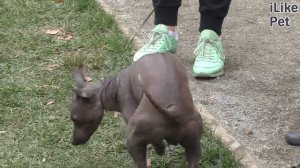 Как ухаживать за американским голым терьером?