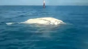 ROFLTV RU Акула ест кита   нападение акулы