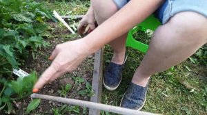 Формируем гномы в теплице и открытом грунте. Что отрезать, что оставить и как подвязать?