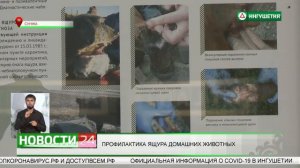 Профилактика ящура домашних животных.