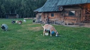 Если живешь на хуторе, то и готовить нужно как на хуторе. Привыкаем к жизни в лесу.