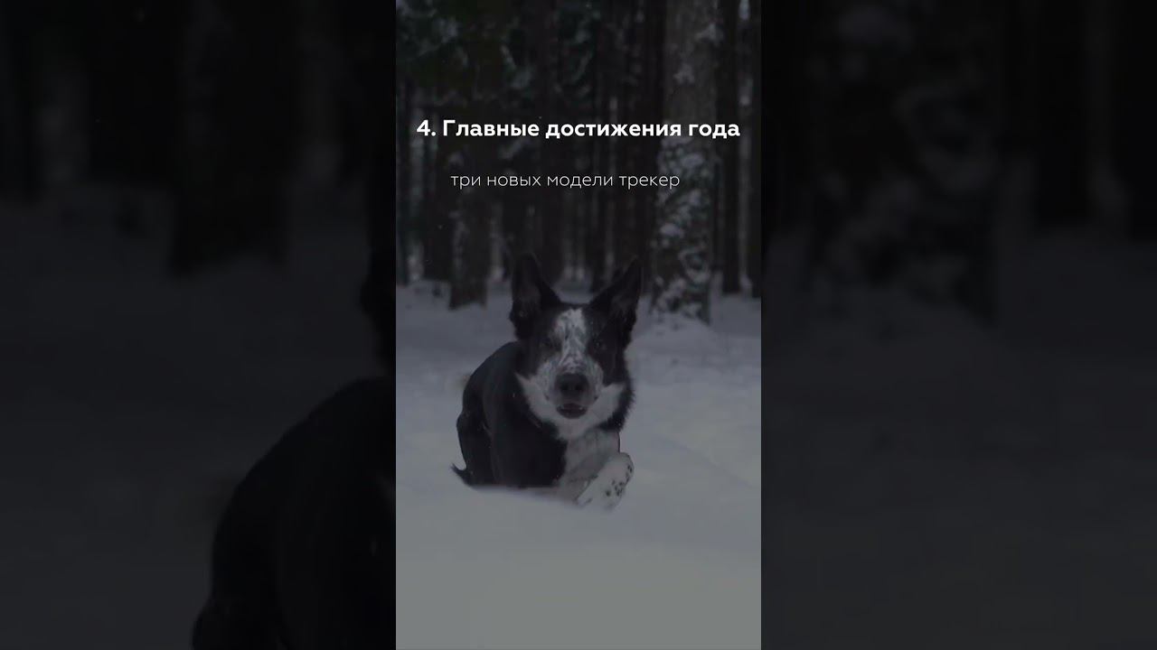 Мы решили поделиться частью статистики за 2023 год. С Новым годом! Команда Petsee   #gpsтрекер