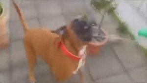 Видео Подборка Приколов с Животными 32 Кошки,Собаки Смешные Животные 2014