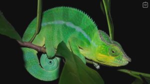 Как хамелеоны меняют свой цвет [Veritasium]