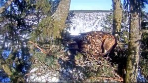 zelta meitēns cītīgi nes ligzdas materiālus/female is working in a nest/ 2018.03.01