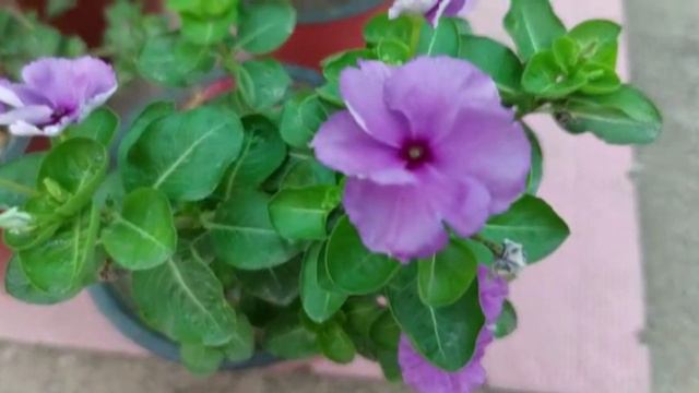 How to care plants in rainy season|Gardening in monsoon #monsoonplants #rainyseason#monsoon