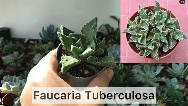 Итальянские новинки. Продажа суккулентов. Немного кактусов ? Отправка почтой