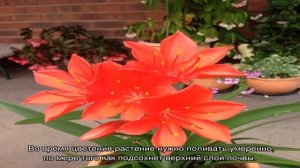 Цветки валлота — уход и выращивание в домашних условиях