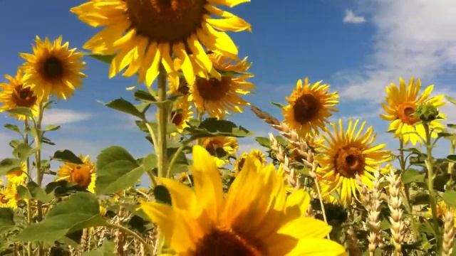 IMG 3455 смотреть онлайн