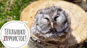 Мохноногий сыч Чучундрий греется на солнышке. Сова немножко растаяла