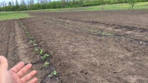 Закладка маточника малины