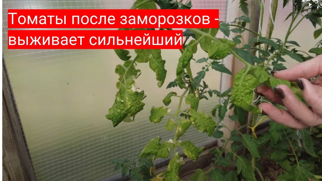 Томаты после заморозков - кто погиб, а кто заколосился. Тестируем новое чудо-средство.