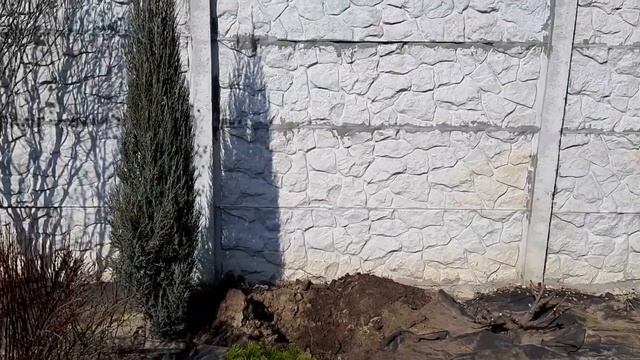 ?Как пересаживать растения весной: самшиты, розы на штамбе, жасмин и хвойные.