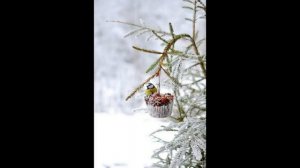 Виды кормушек для птиц своими руками фото