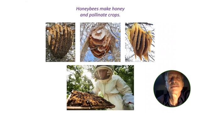 Attracting Birds, Butterflies, Bees, & Other Beneficials with John Root смотреть онлайн