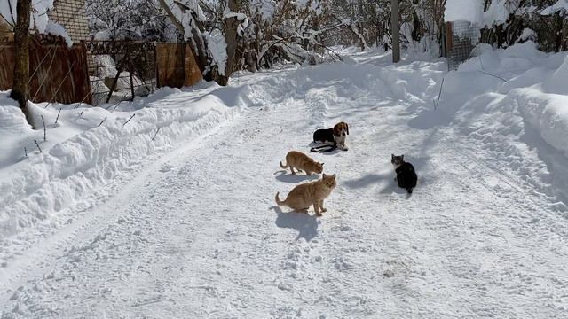 Бигль 9 месяцев Ричи! Команда лежать с котами! Железная выдержка! смотреть онлайн