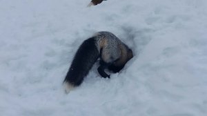 Лисьи хвосты из нор