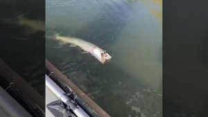 трофейных щука