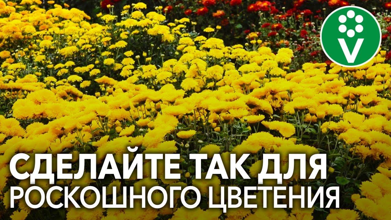 ХРИЗАНТЕМЫ ОСЕНЬЮ: секреты пышного цветения и успешной зимовки