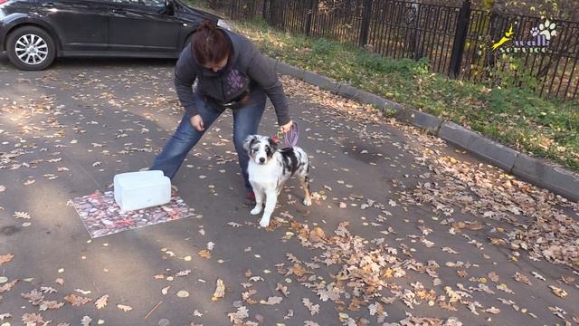 Щенок аусси, австралийская овчарка, как научить, команда место смотреть онлайн