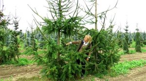 Хвойные в "Питомнике Савватеевых"