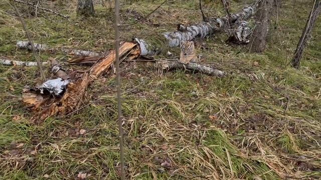 Тигрята первый раз в Лесу!/tiger cubs in the forrest смотреть онлайн