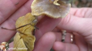 Сбор грибов фиолетовая рядовка, гигрофор поздний и звуки природы. Ogribah_Klestova ASMR 3 (no music