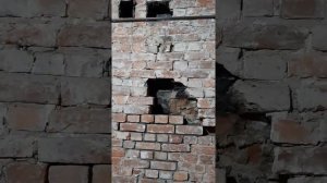 Реставрация кирпича