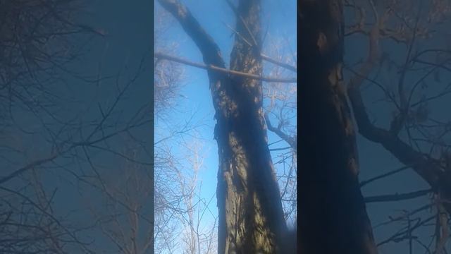 Где и как установить скворечник для лова куницы! !!! смотреть онлайн