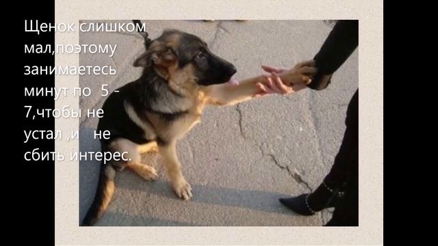 #воспитаниенемецкойовчарки.Вот и сбылась мечта, у  нас щенок немецкой овчарки.(продолжение)