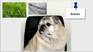 Блохи у собак. Как избавиться.