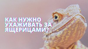 Как нужно ухаживать за ящерицами?