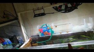 продольный биофильтр в новый аквариум