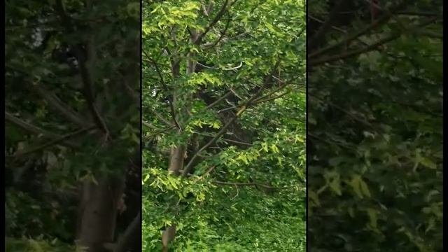 Медоносные конвейеры