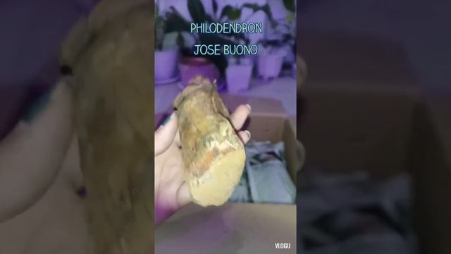 Cuttings Unboxing from Mindanao смотреть онлайн