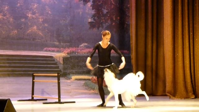 Парный балетный танец с собакой вызвал бурные аплодисменты зрителей смотреть онлайн