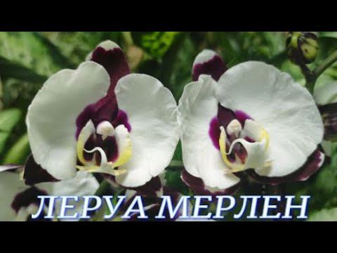 №766/ СВЕЖИЕ, шикарные ОРХИДЕИ в ЛЕРУА МЕРЛЕН