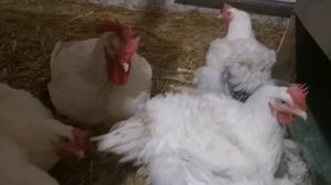 Цветной бройлер XL 757 23 недели