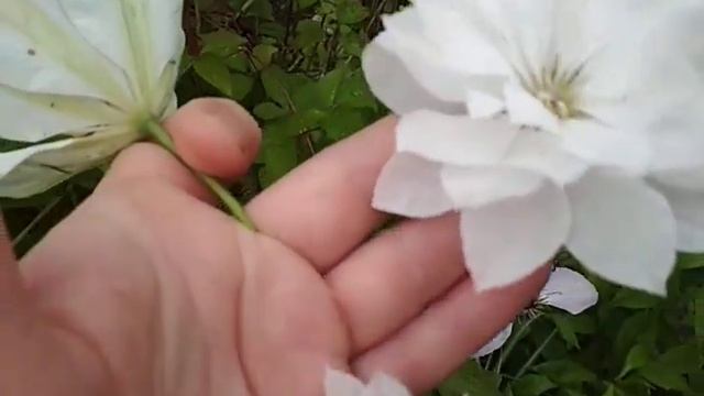 клематисы из семян- долгожданное цветение смотреть онлайн