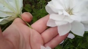 клематисы из семян- долгожданное цветение