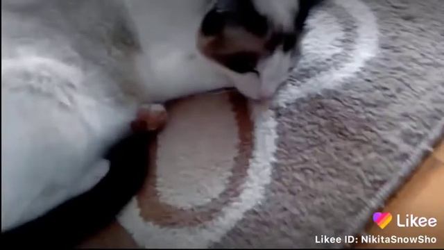 Сноу-шу разговаривает! Крууууто!!!??? 😱😨😊😁😃😺 смотреть онлайн