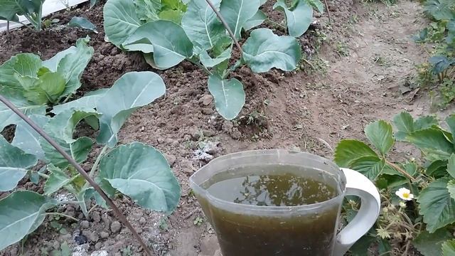 Уход за ЦВЕТНОЙ КАПУСТОЙ после высадки в грунт смотреть онлайн