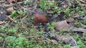 Blue Billed Firefinch at Mount Moreland, Durban, South Africa