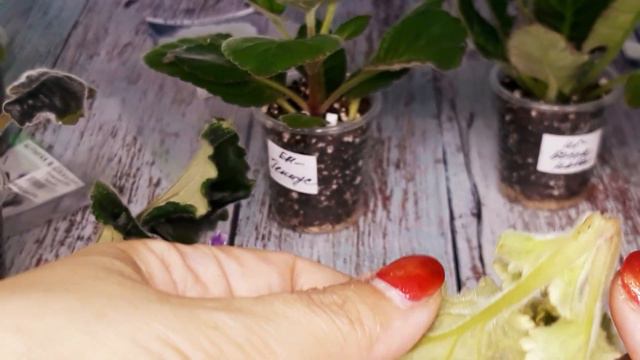 Селекционеры держали это в секрете. Укоренение и пересадка фиалок. 100% успех гарантирован.