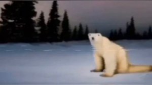 Медведь 2026 год