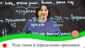 Роль генов в определении признаков. 7 класс.